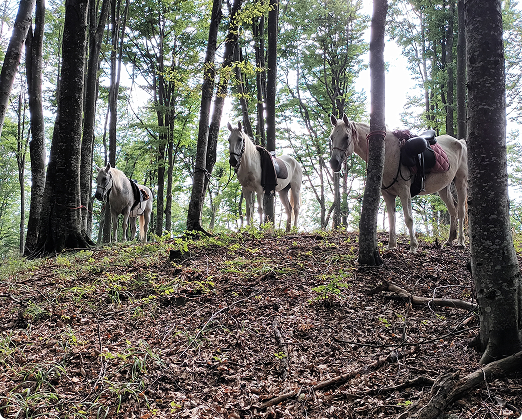 A pack of horses in the forest