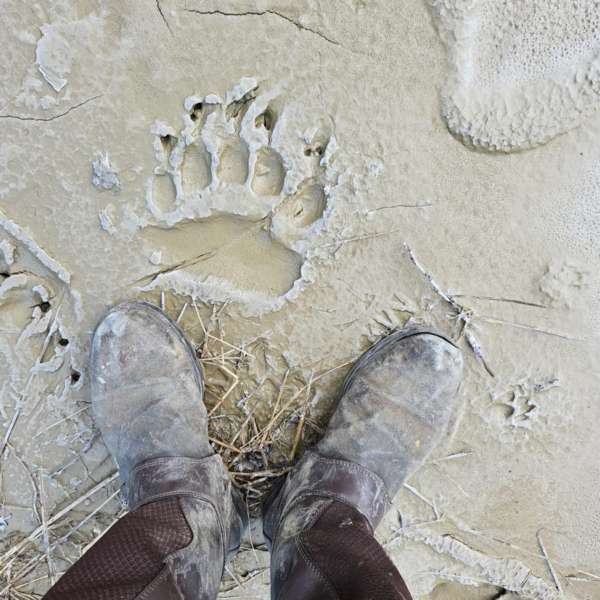 A picture of a bear track